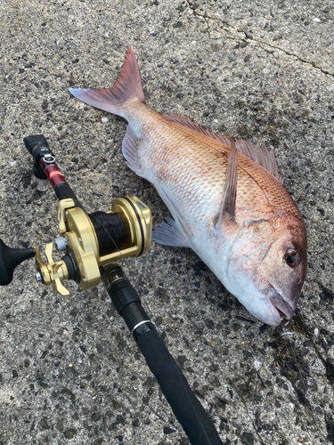 マダイの釣果