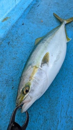 イナダの釣果