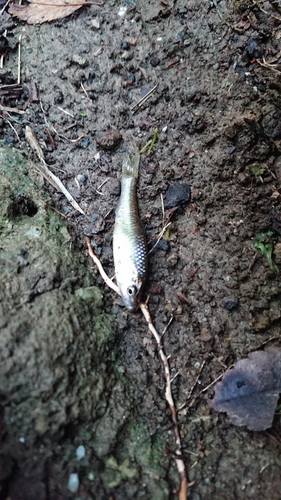 モツゴの釣果