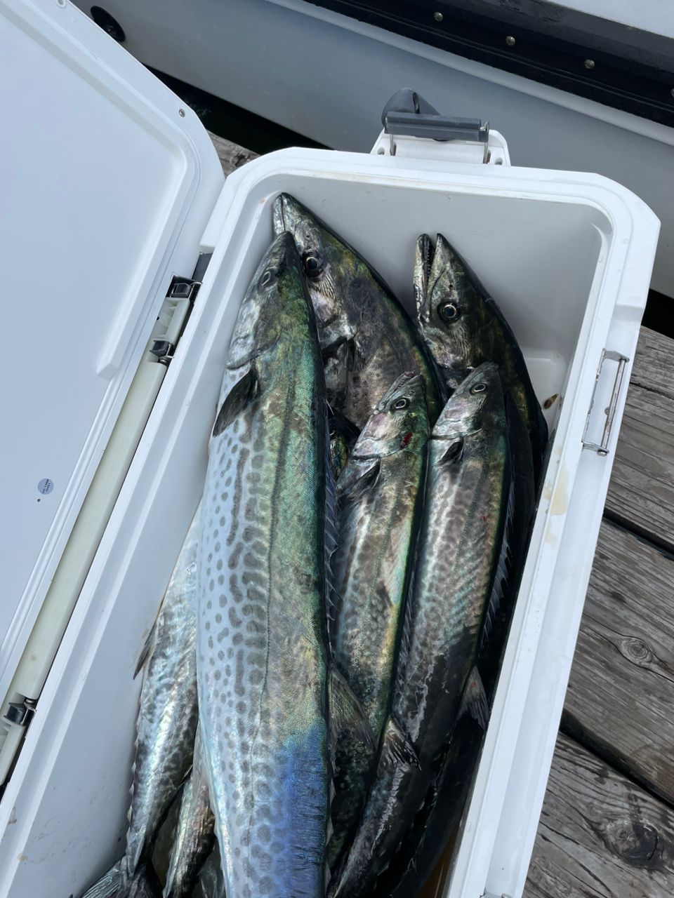 カワテツさんの釣果 3枚目の画像