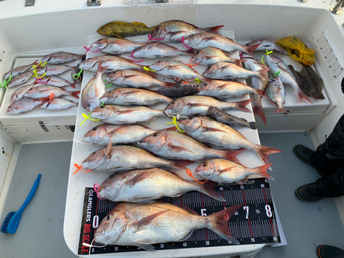 マダイの釣果