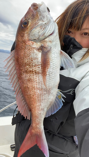 マダイの釣果