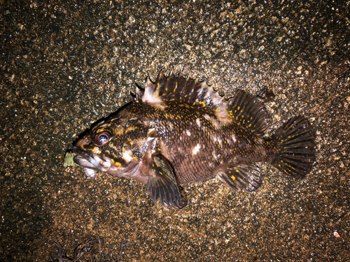 オウゴンムラソイの釣果