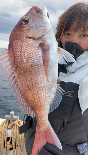 マダイの釣果