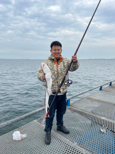 ドチザメの釣果