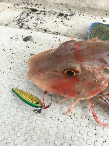 ホウボウの釣果