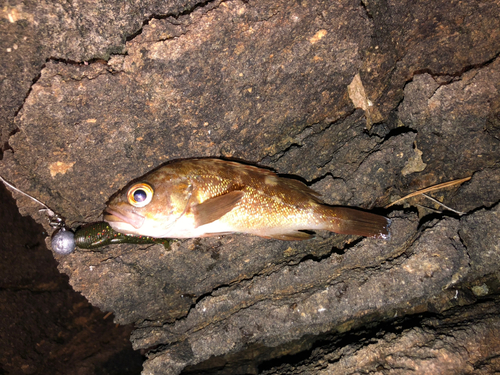 ガヤの釣果