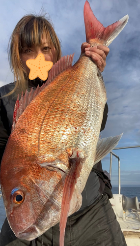 マダイの釣果