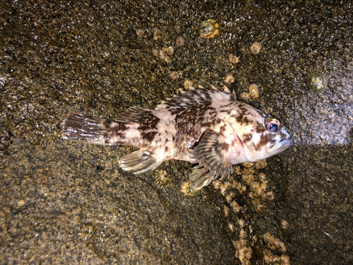 ムラソイの釣果