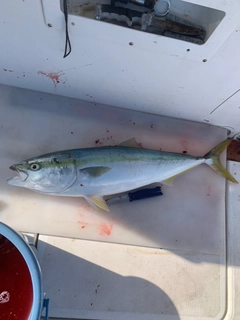 ブリの釣果