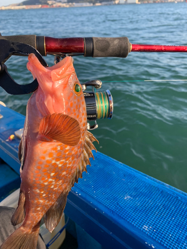 アコウの釣果