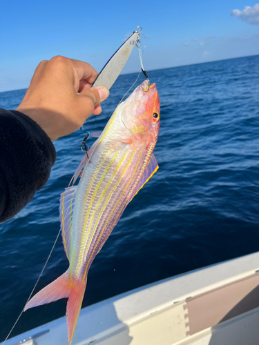 イトヨリダイの釣果