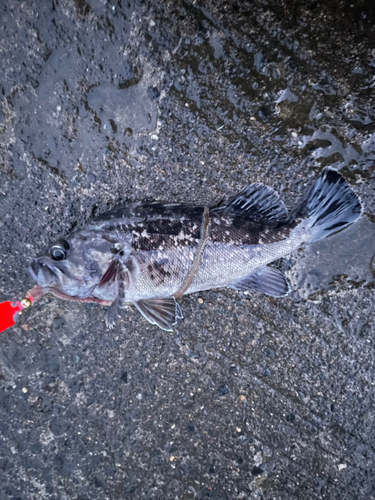 クロソイの釣果