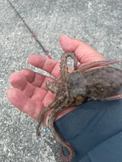 タコの釣果