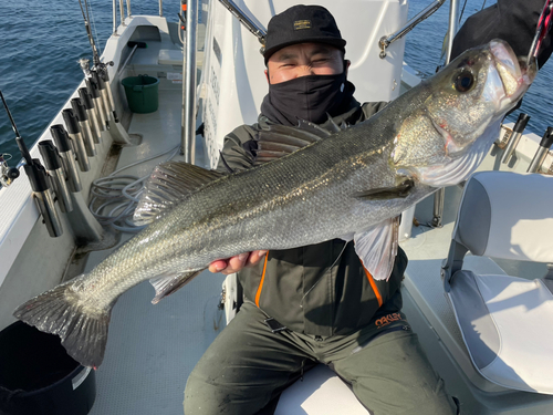 スズキの釣果