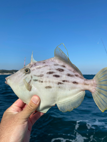 カワハギの釣果