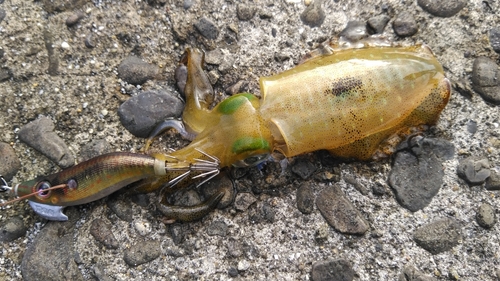 ミズイカの釣果