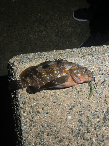 アコウの釣果