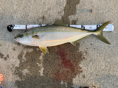 ハマチの釣果