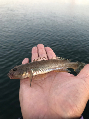 マハゼの釣果