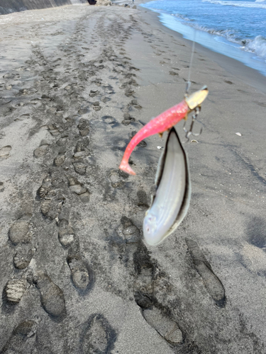 シタビラメの釣果