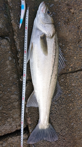 シーバスの釣果