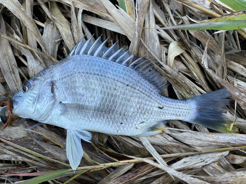 キビレの釣果