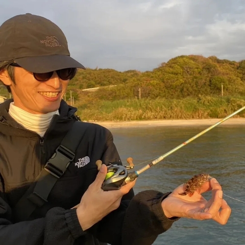 アラカブの釣果