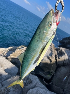 ハマチの釣果