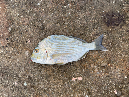 ヘダイの釣果