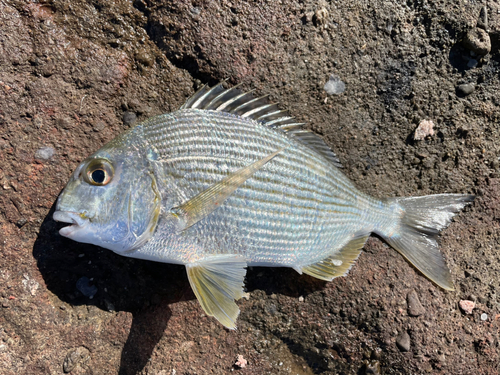 ヘダイの釣果