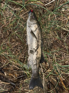 フッコ（マルスズキ）の釣果