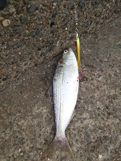 コノシロの釣果