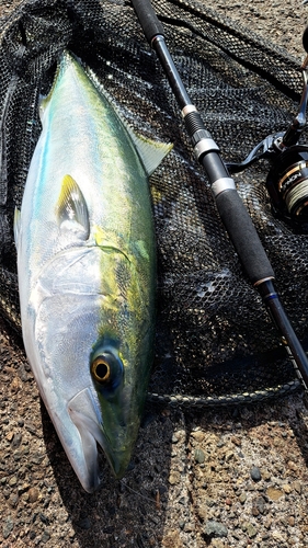 ハマチの釣果