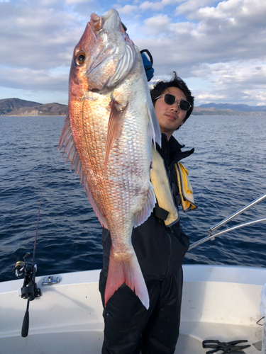 マダイの釣果