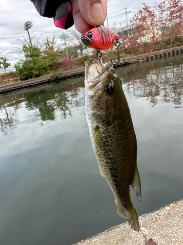 ブラックバスの釣果