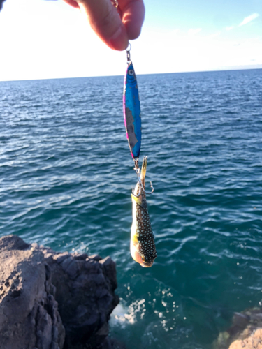 フグの釣果