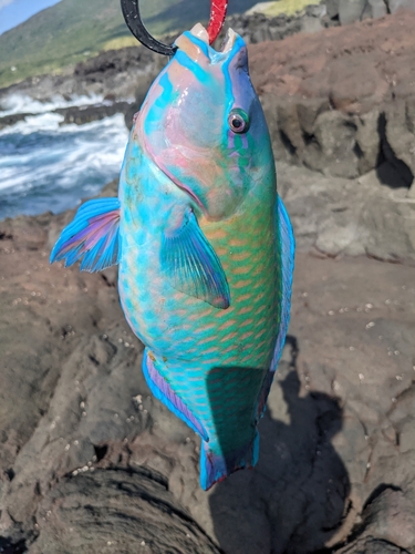 ヒブダイの釣果