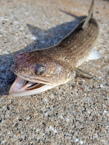 エソの釣果