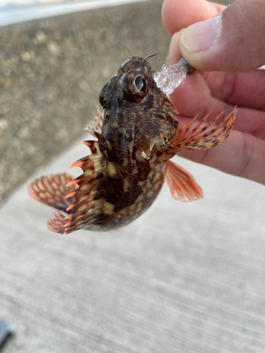 カサゴの釣果