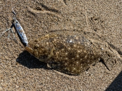 ダツの釣果