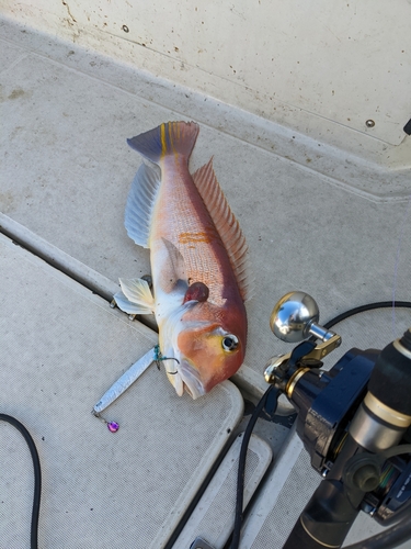 アマダイの釣果