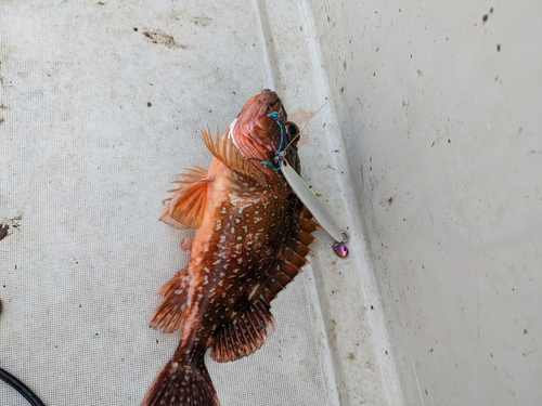 ウッカリカサゴの釣果