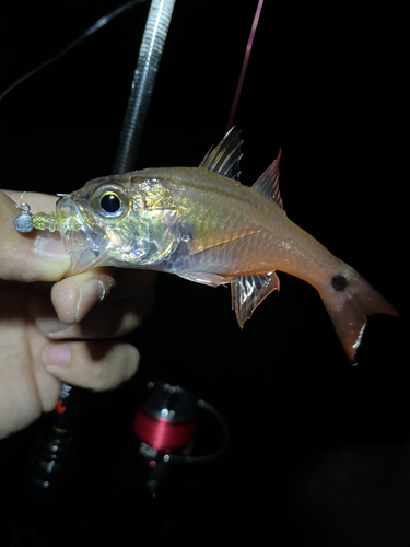 ネンブツダイの釣果