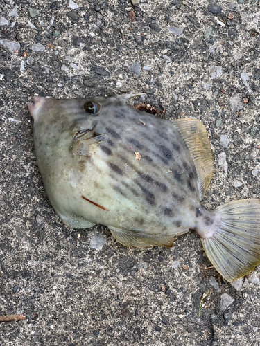 カワハギの釣果