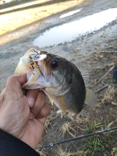 ラージマウスバスの釣果