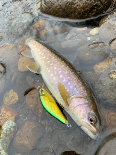 アメマスの釣果