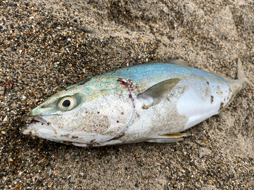 ハマチの釣果