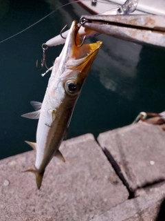 カマスの釣果