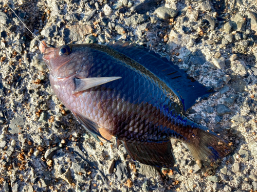 スズメダイの釣果